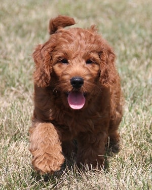 10-50 lb Mini Goldendoodle Puppies | Red Irish Colors